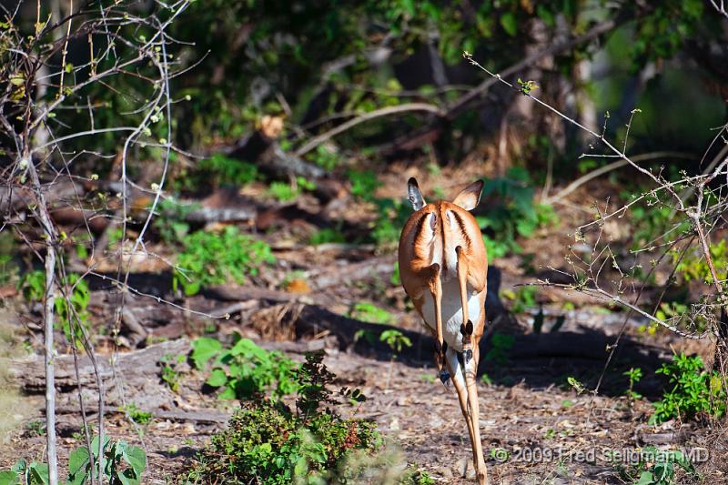 20090615_170835 D300 (1) X1.jpg - Springbok (Gazelle)